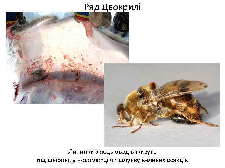 Ряд Двокрилі Личинки з яєць оводів живуть під шкірою, у носоглотці чи шлунку великих