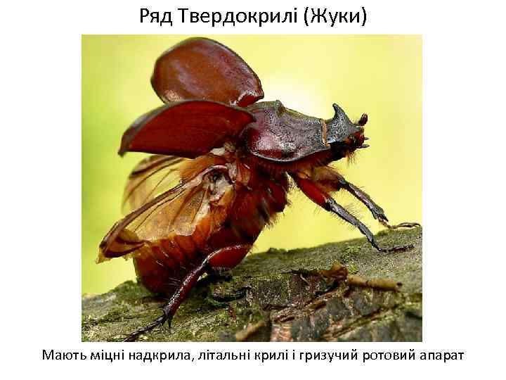 Ряд Твердокрилі (Жуки) Мають міцні надкрила, літальні крилі і гризучий ротовий апарат 
