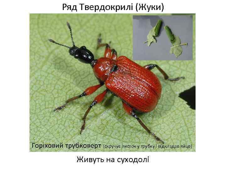 Ряд Твердокрилі (Жуки) Горіховий трубковерт (скручує листок у трубку і відкладає яйце) Живуть на