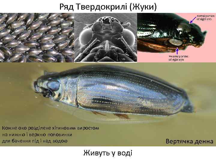 Ряд Твердокрилі (Жуки) Кожне око розділене хітиновим виростом на нижню і верхню половинки для