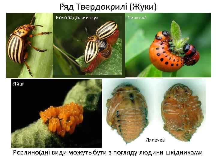 Ряд Твердокрилі (Жуки) Колорадський жук Личинка Яйця Лялечка Рослиноїдні види можуть бути з погляду