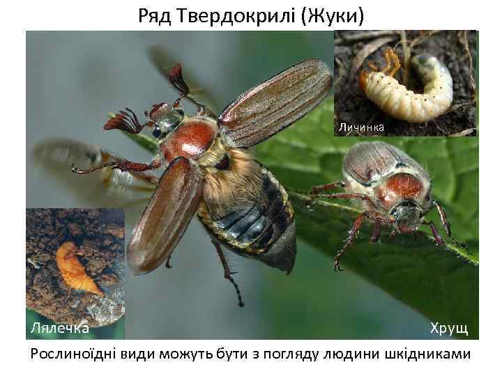 Ряд Твердокрилі (Жуки) Личинка Лялечка Хрущ Рослиноїдні види можуть бути з погляду людини шкідниками