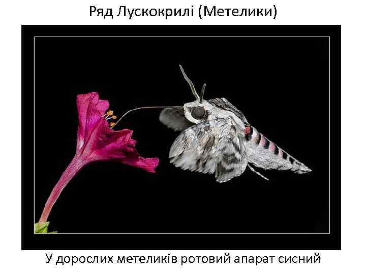 Ряд Лускокрилі (Метелики) У дорослих метеликів ротовий апарат сисний 