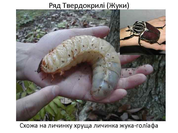 Ряд Твердокрилі (Жуки) Схожа на личинку хруща личинка жука-голіафа 