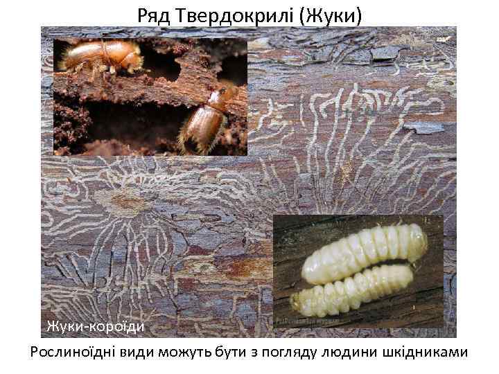 Ряд Твердокрилі (Жуки) Жуки-короїди Рослиноїдні види можуть бути з погляду людини шкідниками 