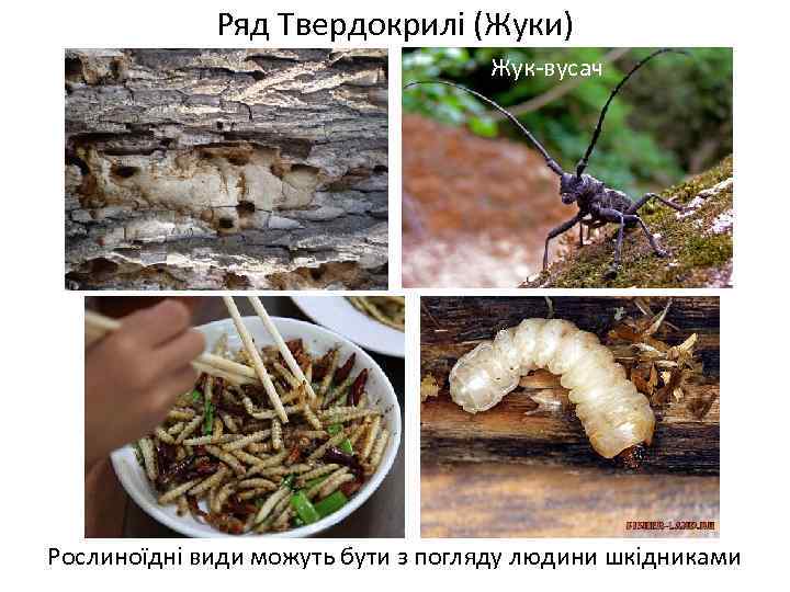 Ряд Твердокрилі (Жуки) Жук-вусач Рослиноїдні види можуть бути з погляду людини шкідниками 