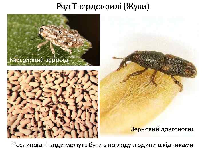 Ряд Твердокрилі (Жуки) Квасоляний зерноїд Зерновий довгоносик Рослиноїдні види можуть бути з погляду людини