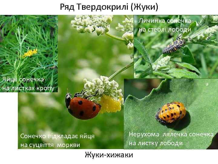 Ряд Твердокрилі (Жуки) Личинка сонечка на стеблі лободи Яйця сонечка на листках кропу Сонечко
