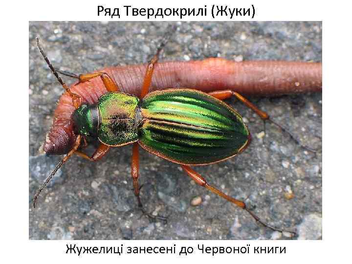 Ряд Твердокрилі (Жуки) Жужелиці занесені до Червоної книги 