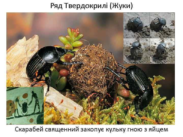 Ряд Твердокрилі (Жуки) Скарабей священний закопує кульку гною з яйцем 
