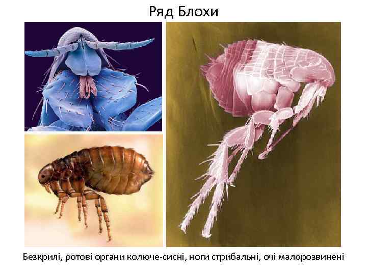Ряд Блохи Безкрилі, ротові органи колюче-сисні, ноги стрибальні, очі малорозвинені 