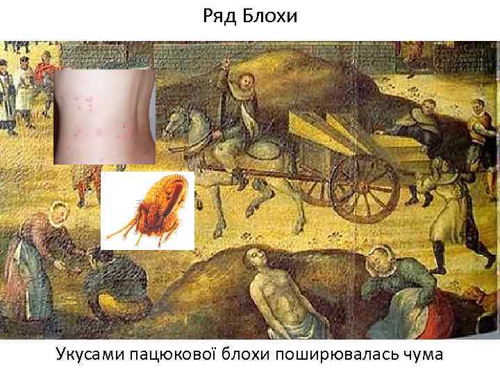 Ряд Блохи Укусами пацюкової блохи поширювалась чума 