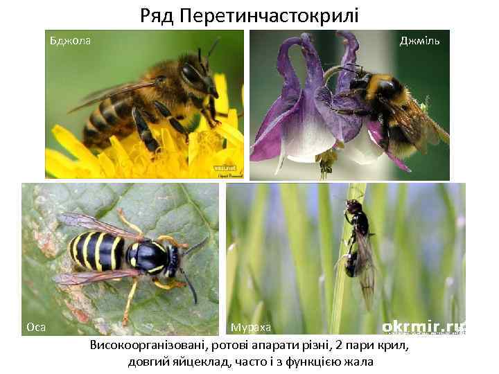 Ряд Перетинчастокрилі Бджола Оса Джміль Мураха Високоорганізовані, ротові апарати різні, 2 пари крил, довгий