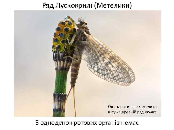 Ряд Лускокрилі (Метелики) Одноденки – не метелики, а дуже древній ряд комах В одноденок