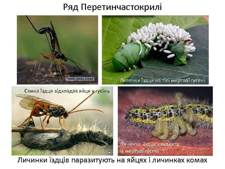 Ряд Перетинчастокрилі Лялечки їздця на тілі мертвої гусені Самка їздця відкладає яйця у гусінь