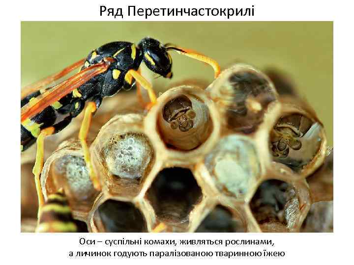 Ряд Перетинчастокрилі Оси – суспільні комахи, живляться рослинами, а личинок годують паралізованою тваринною їжею