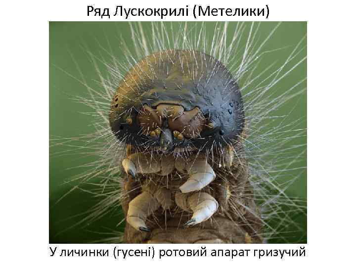 Ряд Лускокрилі (Метелики) У личинки (гусені) ротовий апарат гризучий 