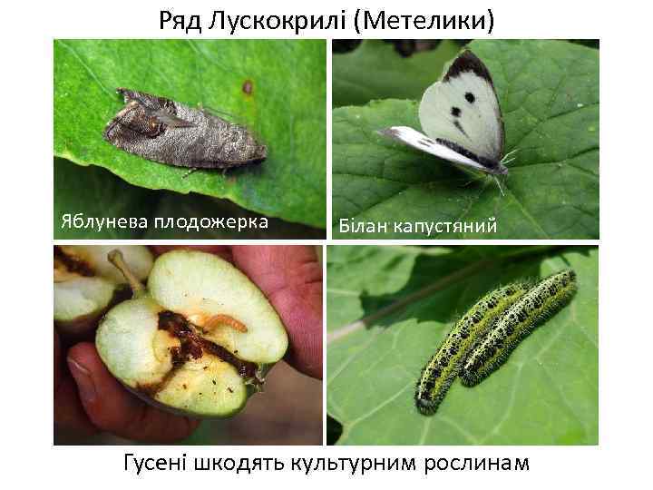 Ряд Лускокрилі (Метелики) Яблунева плодожерка Білан капустяний Гусені шкодять культурним рослинам 