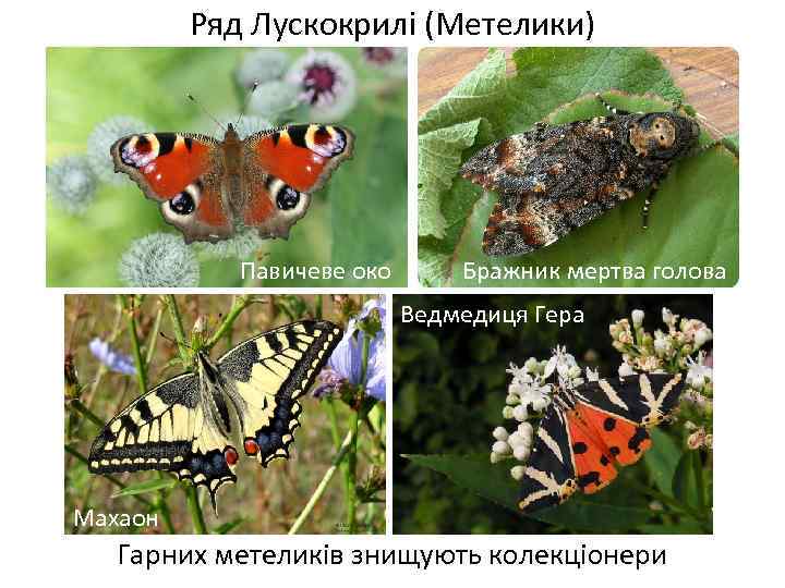 Ряд Лускокрилі (Метелики) Павичеве око Бражник мертва голова Ведмедиця Гера Махаон Гарних метеликів знищують
