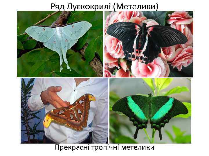 Ряд Лускокрилі (Метелики) Прекрасні тропічні метелики 