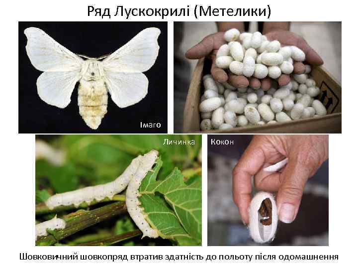 Ряд Лускокрилі (Метелики) Імаго Личинка Кокон Шовковичний шовкопряд втратив здатність до польоту після одомашнення
