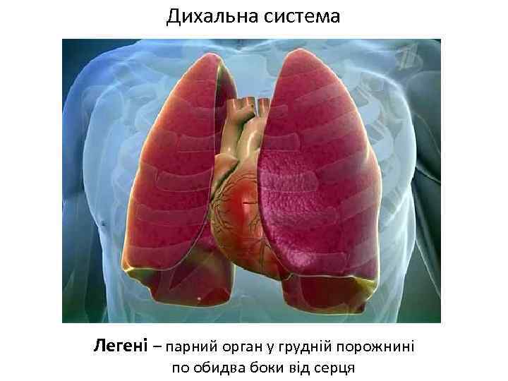 Дихальна система Легені – парний орган у грудній порожнині по обидва боки від серця