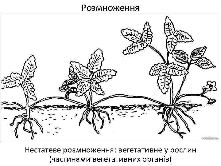 Розмноження Нестатеве розмноження: вегетативне у рослин (частинами вегетативних органів) 