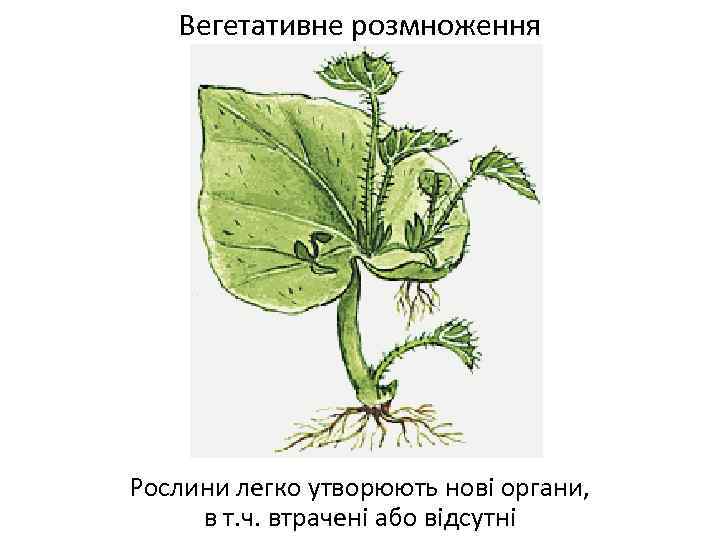 Вегетативне розмноження Рослини легко утворюють нові органи, в т. ч. втрачені або відсутні 