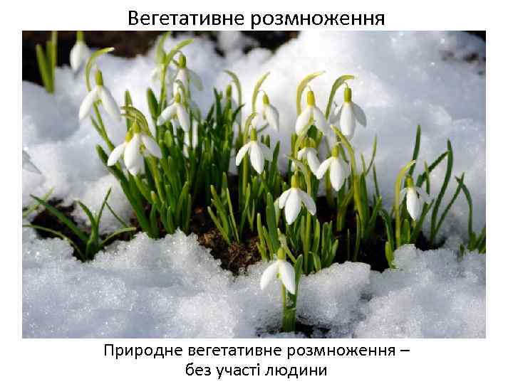 Вегетативне розмноження Природне вегетативне розмноження – без участі людини 
