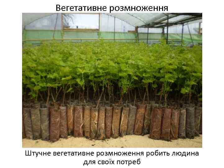 Вегетативне розмноження Штучне вегетативне розмноження робить людина для своїх потреб 