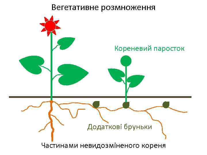 Вегетативне розмноження Кореневий паросток Додаткові бруньки Частинами невидозміненого кореня 
