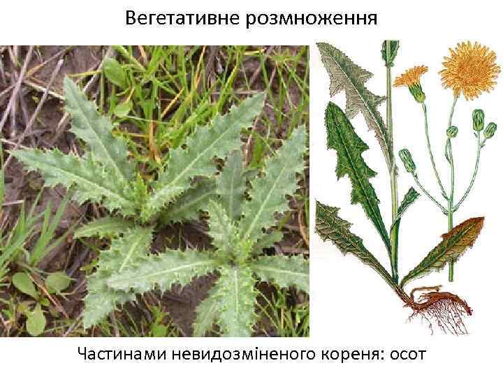 Вегетативне розмноження Частинами невидозміненого кореня: осот 