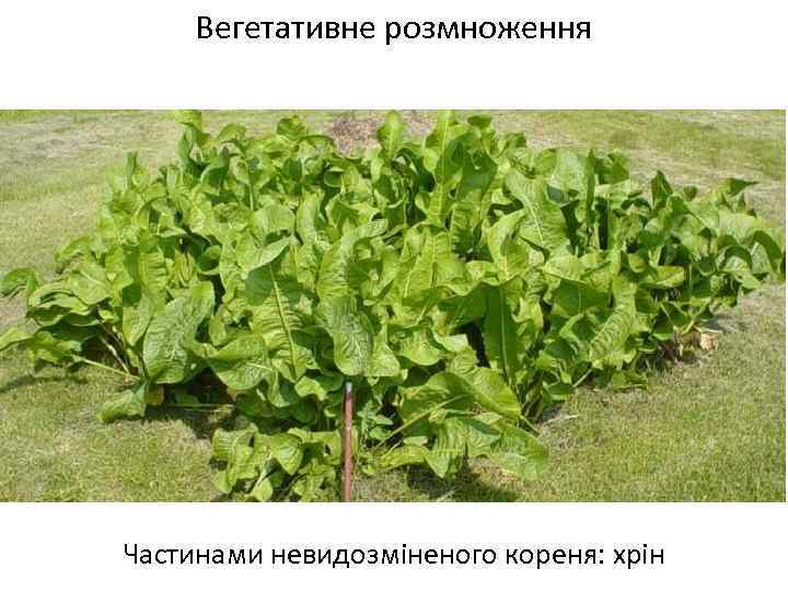 Вегетативне розмноження Частинами невидозміненого кореня: хрін 