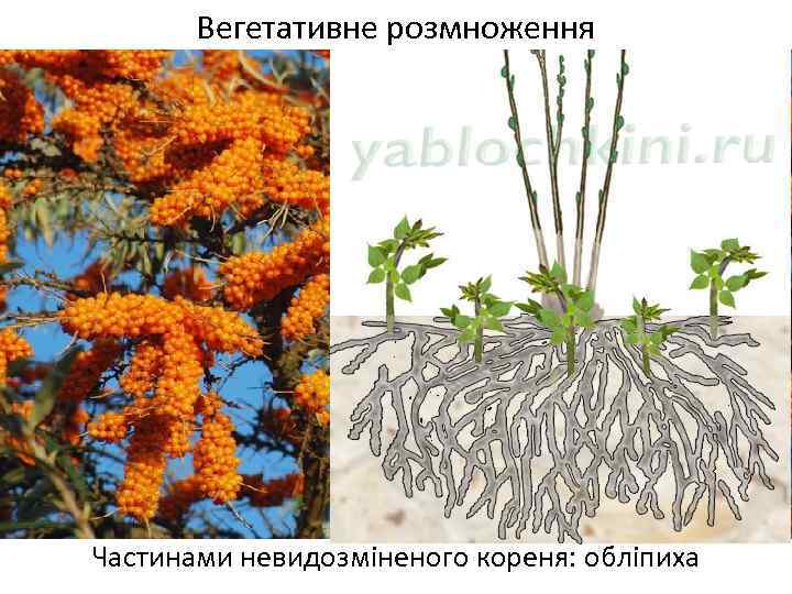 Вегетативне розмноження Частинами невидозміненого кореня: обліпиха 