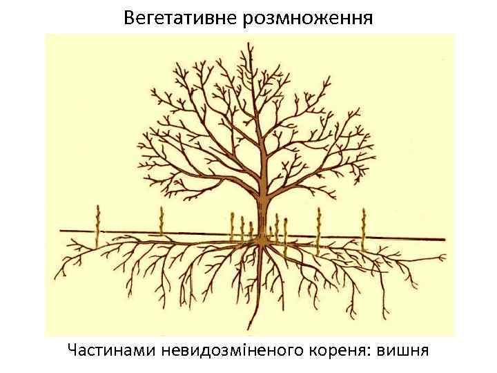 Вегетативне розмноження Частинами невидозміненого кореня: вишня 