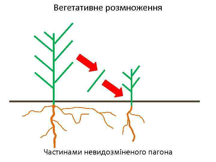 Вегетативне розмноження Частинами невидозміненого пагона 