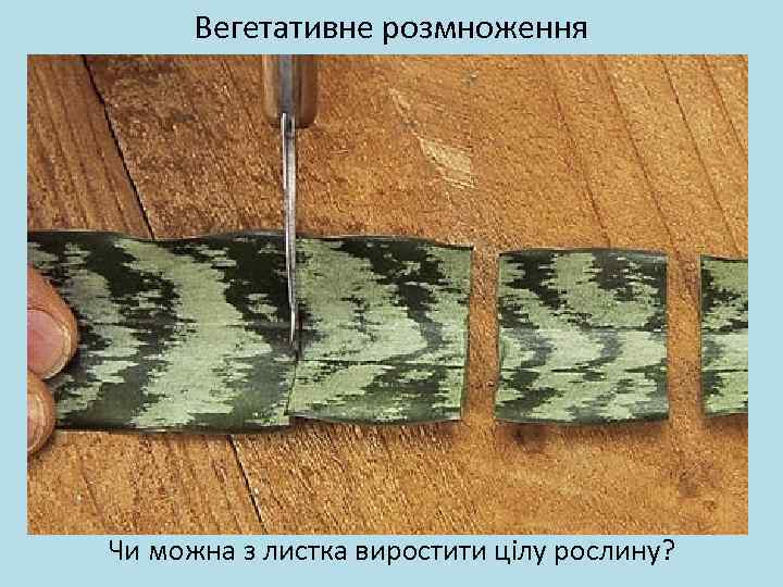 Вегетативне розмноження Чи можна з листка виростити цілу рослину? 
