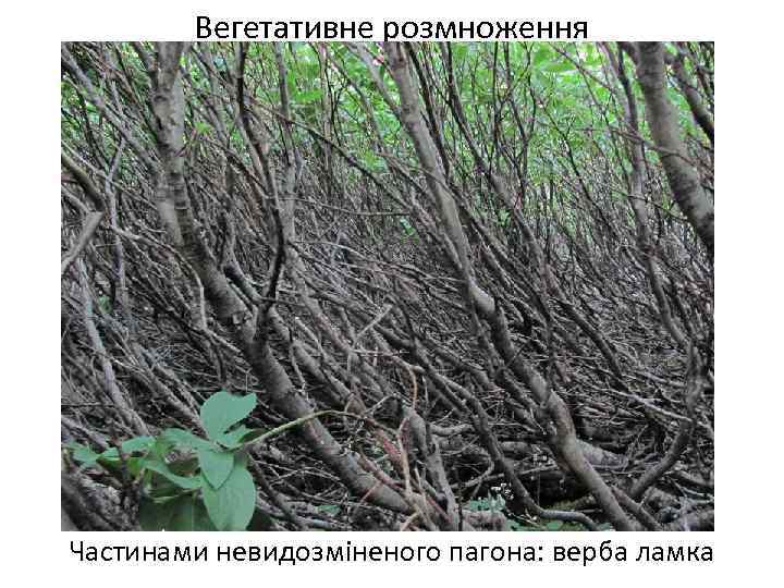 Вегетативне розмноження Частинами невидозміненого пагона: верба ламка 