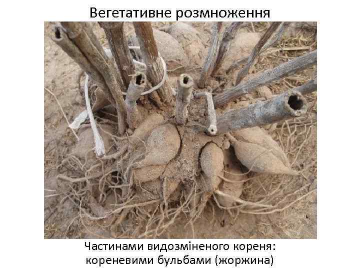 Вегетативне розмноження Частинами видозміненого кореня: кореневими бульбами (жоржина) 