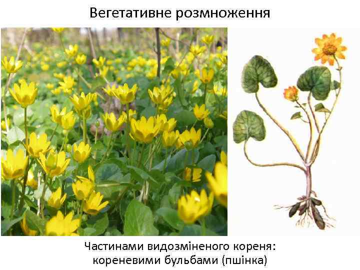 Вегетативне розмноження Частинами видозміненого кореня: кореневими бульбами (пшінка) 