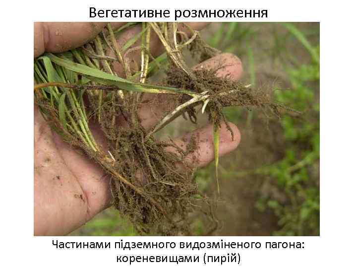 Вегетативне розмноження Частинами підземного видозміненого пагона: кореневищами (пирій) 