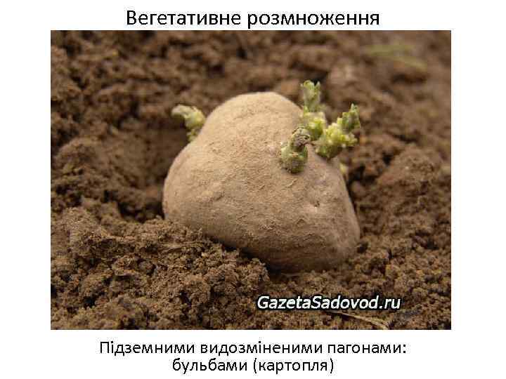 Вегетативне розмноження Підземними видозміненими пагонами: бульбами (картопля) 