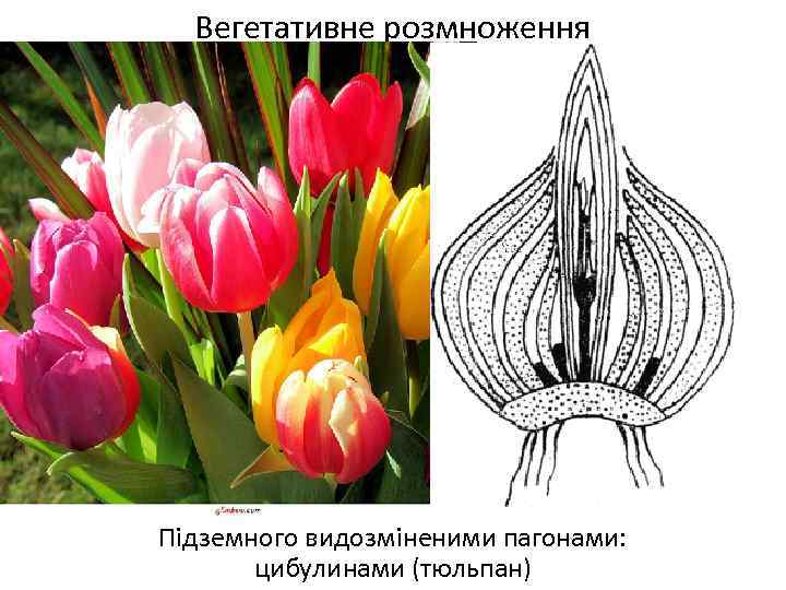 Вегетативне розмноження Підземного видозміненими пагонами: цибулинами (тюльпан) 