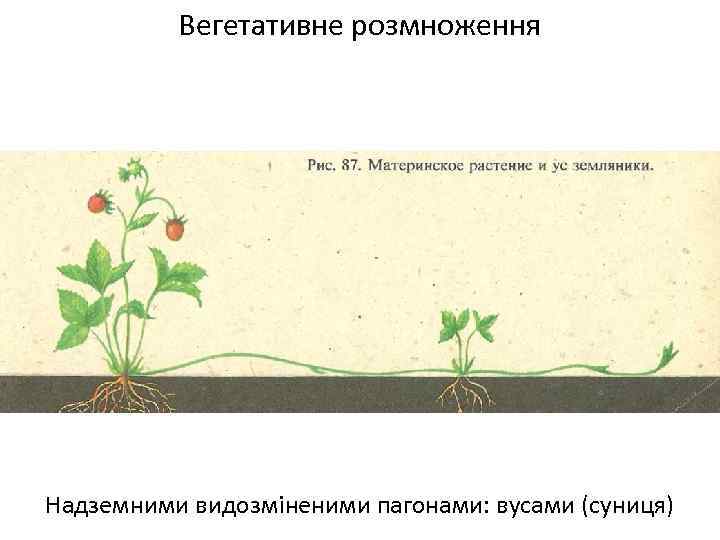 Вегетативне розмноження Надземними видозміненими пагонами: вусами (суниця) 