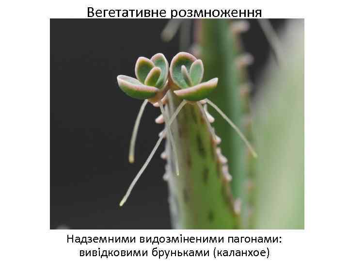 Вегетативне розмноження Надземними видозміненими пагонами: вивідковими бруньками (каланхое) 