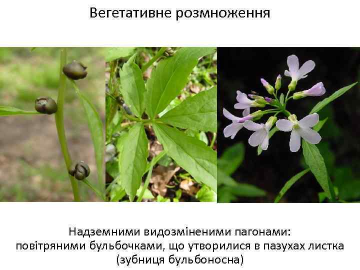 Вегетативне розмноження Надземними видозміненими пагонами: повітряними бульбочками, що утворилися в пазухах листка (зубниця бульбоносна)