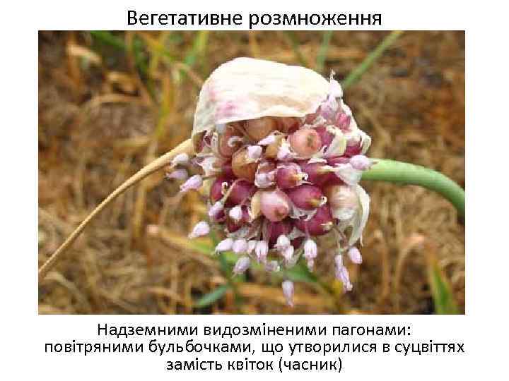 Вегетативне розмноження Надземними видозміненими пагонами: повітряними бульбочками, що утворилися в суцвіттях замість квіток (часник)