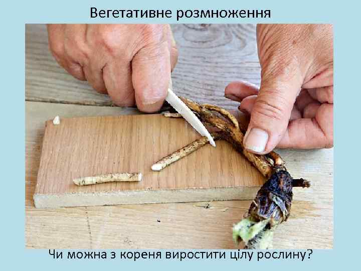 Вегетативне розмноження Чи можна з кореня виростити цілу рослину? 