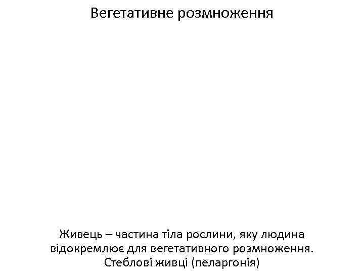 Вегетативне розмноження Живець – частина тіла рослини, яку людина відокремлює для вегетативного розмноження. Стеблові