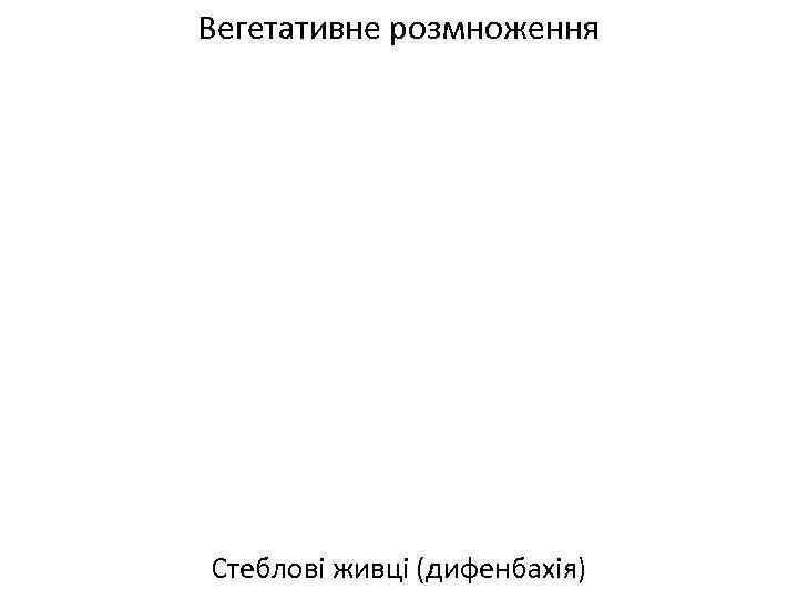 Вегетативне розмноження Стеблові живці (дифенбахія) 